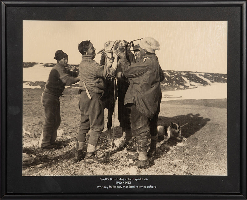 Classic Herbert Ponting photograph from Captain Scott's Terra Nova expedition (1910-1913), showing whisky being fed to a pony which had swam to shore.