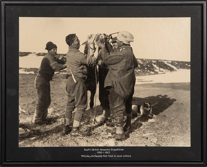 Classic Herbert Ponting photograph from Captain Scott's Terra Nova expedition (1910-1913), showing whisky being fed to a pony which had swam to shore.