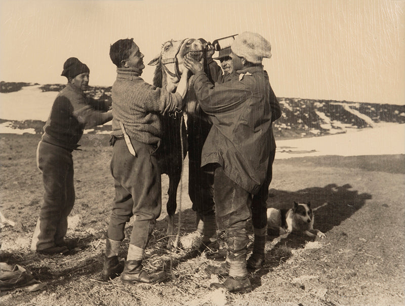Classic Herbert Ponting photograph from Captain Scott's Terra Nova expedition (1910-1913), showing whisky being fed to a pony which had swam to shore.