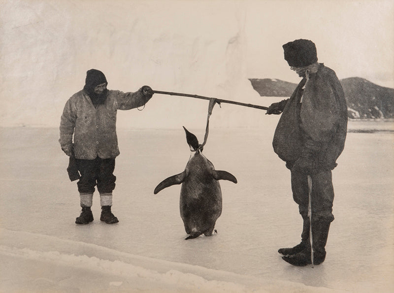Classic photograph by Herbert Ponting from Captain Scott's Terra Nova expedition (1910-1913), whosing Clisshold, Anton and an emperor penguin.