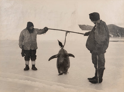 Classic photograph by Herbert Ponting from Captain Scott's Terra Nova expedition (1910-1913), whosing Clisshold, Anton and an emperor penguin.
