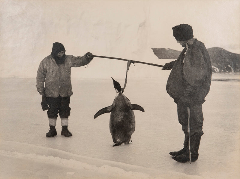 Clissold, Anton and Emperor Penguin.