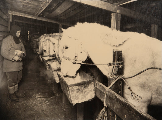 Classic Herbert Ponting photograph from Captain Scott's Terra Nova expedition (1910-1913), showing Capt. Oates with the ponies in the stable.