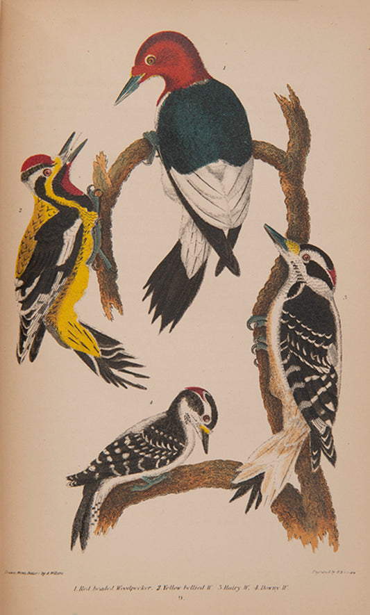 An attractive copy of Wilson's classic work on American Ornithology.