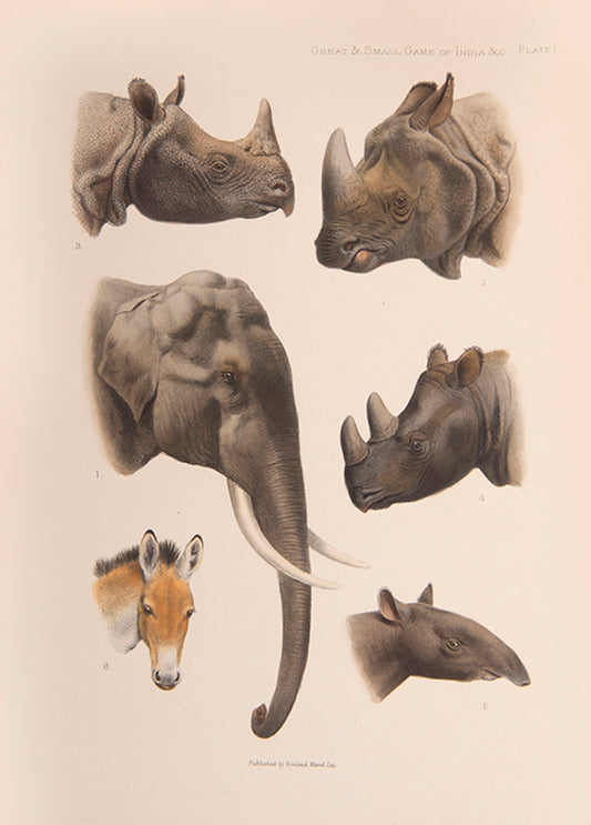 A sumptuous rendering of south Asia's wild game species in art and text. Lydekker describes more than seventy varieties of game with attendant notes