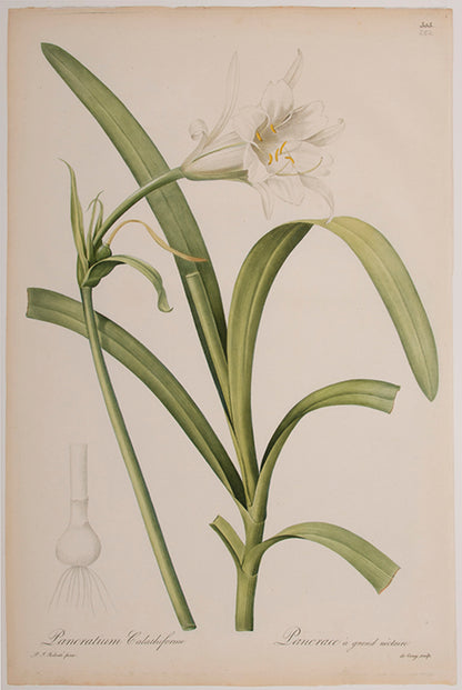 Pancratium Calathiforme