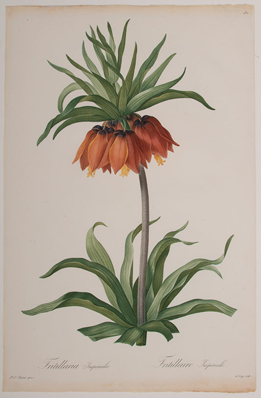 Fritillaria Imperialis