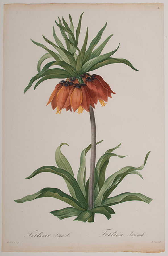 Fritillaria Imperialis