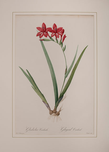 Gladiolus Cardinalis