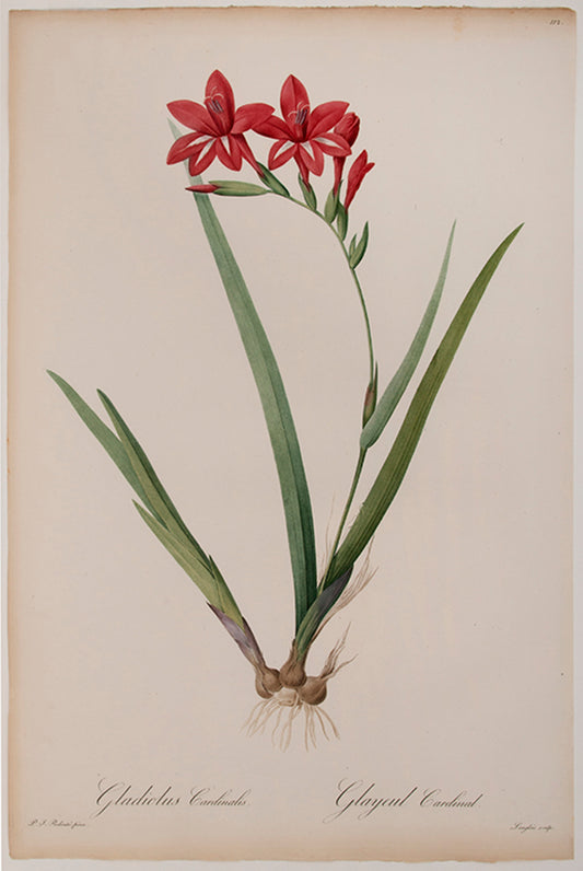 Gladiolus Cardinalis