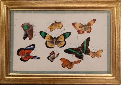 Watercolour and gouache studies on pith paper.