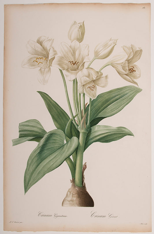 Crinium Giganteum