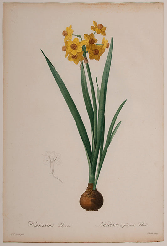 Narcissus