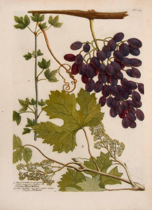 Grapes