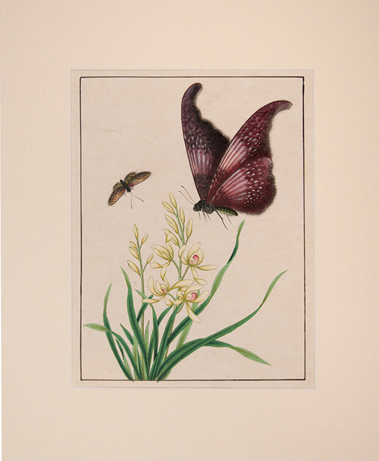 Butterflies and Flowers