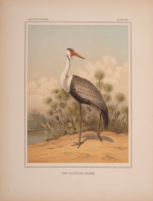monograph on Cranes was originally the project of the director of the Amsterdam Zoo, G. F. Westerman. However, his untimely death led to Blaauw taking over