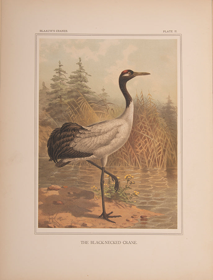 monograph on Cranes was originally the project of the director of the Amsterdam Zoo, G. F. Westerman. However, his untimely death led to Blaauw taking over