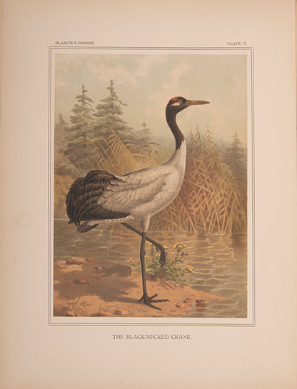 monograph on Cranes was originally the project of the director of the Amsterdam Zoo, G. F. Westerman. However, his untimely death led to Blaauw taking over