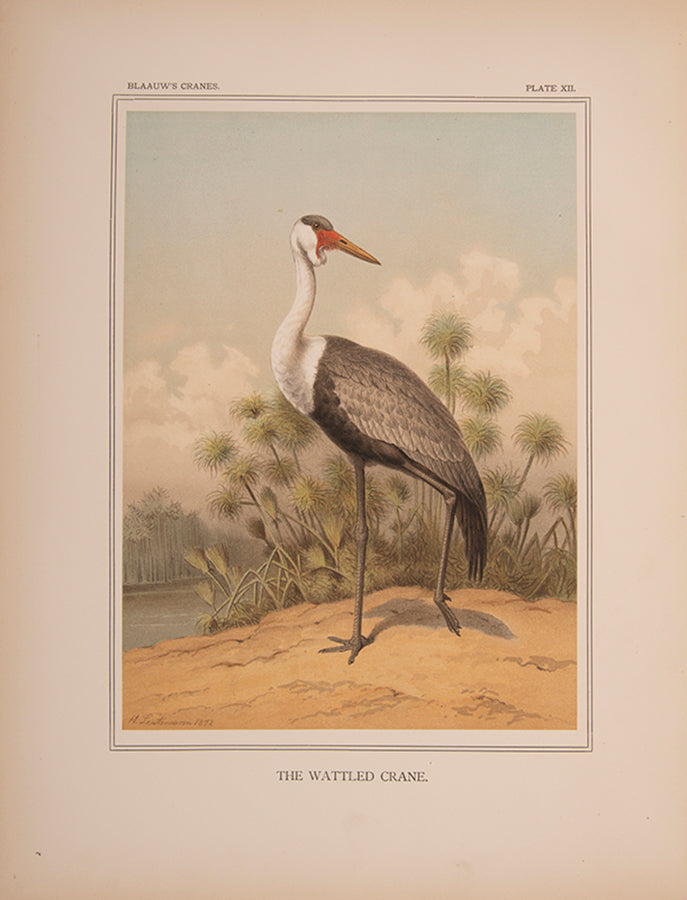 monograph on Cranes was originally the project of the director of the Amsterdam Zoo, G. F. Westerman. However, his untimely death led to Blaauw taking over