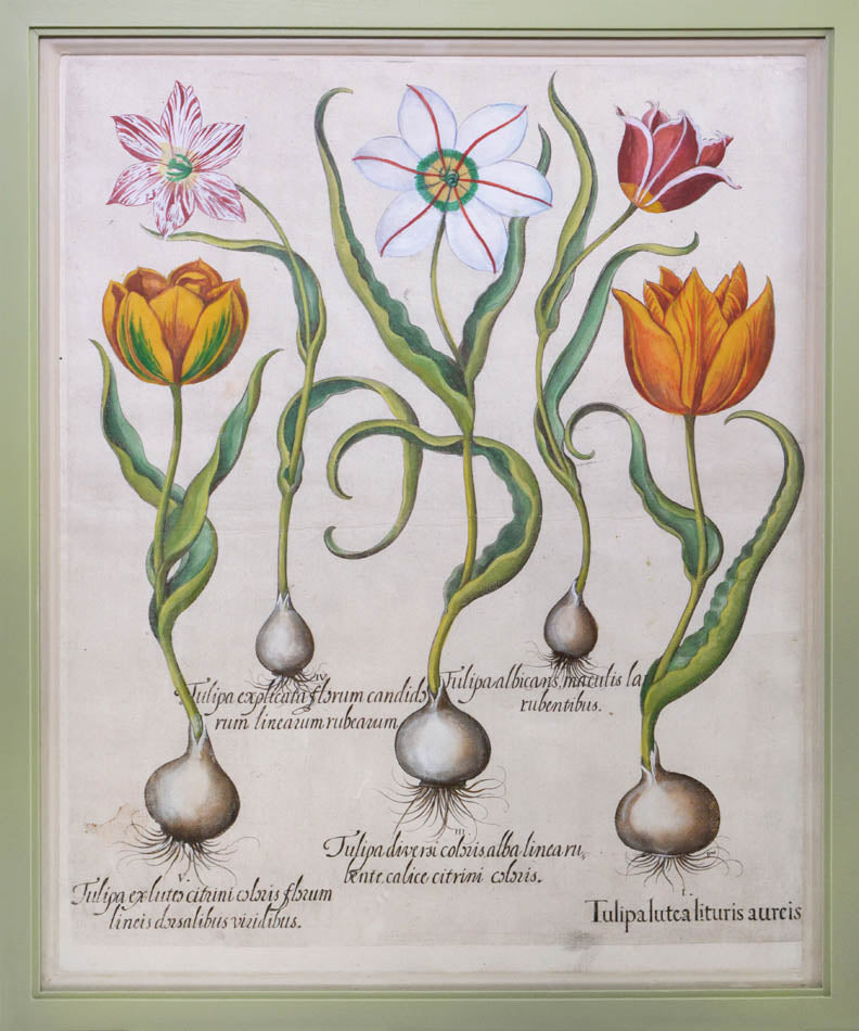 Two copper engraved plates with hand-colour. Framed and glazed. overall size: 55.5 by 63.5cm.