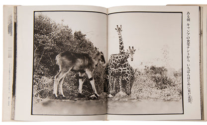 Peter Beard's Last Words from Paradise, edited by Marvin Israel and Shoji Yamagishi, was published to coincide with an exhibition in Tokyo.
