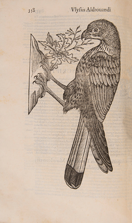 The edition princeps of Aldrovandi Ullise's Ornithologiae, a celebrated treatise on birds illustrated with woodcuts.