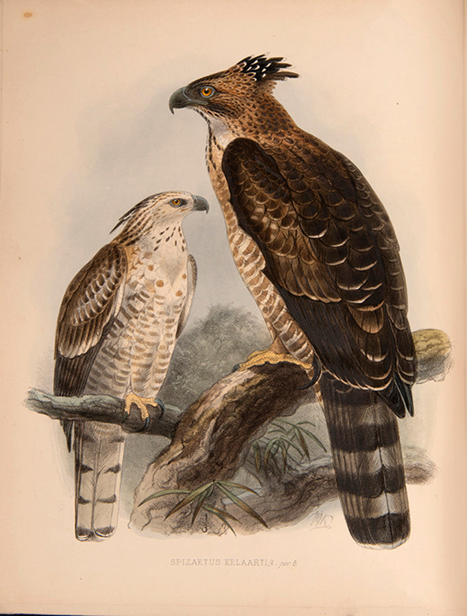 First Edition of Legge's important monograph on the 371 birds of Ceylon.