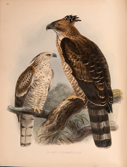 First Edition of Legge's important monograph on the 371 birds of Ceylon.