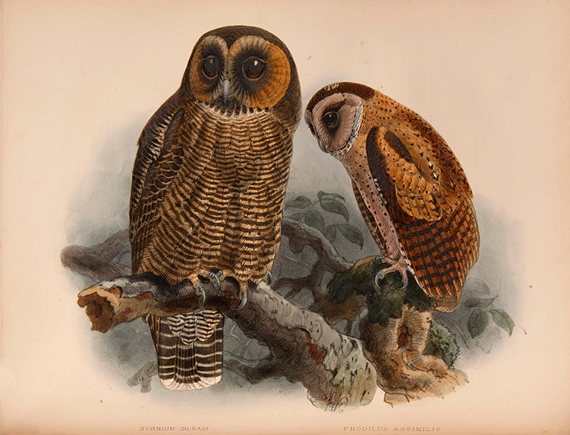 First Edition of Legge's important monograph on the 371 birds of Ceylon.