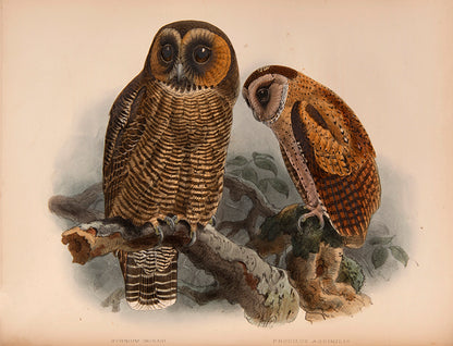 First Edition of Legge's important monograph on the 371 birds of Ceylon.