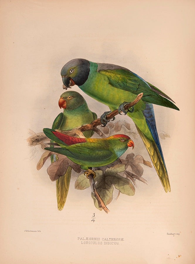 First Edition of Legge's important monograph on the 371 birds of Ceylon.