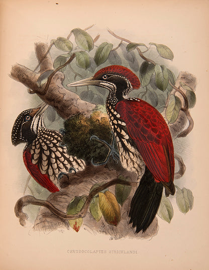 First Edition of Legge's important monograph on the 371 birds of Ceylon.