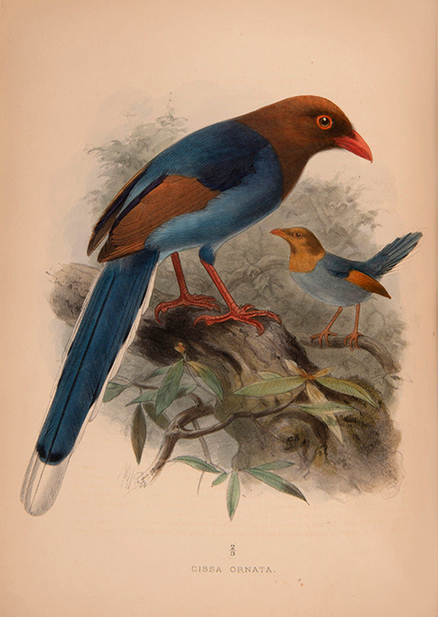 First Edition of Legge's important monograph on the 371 birds of Ceylon.