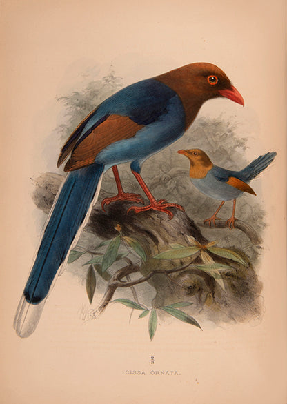 First Edition of Legge's important monograph on the 371 birds of Ceylon.