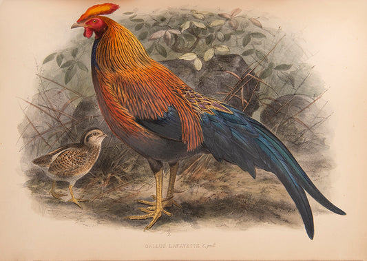 First Edition of Legge's important monograph on the 371 birds of Ceylon.