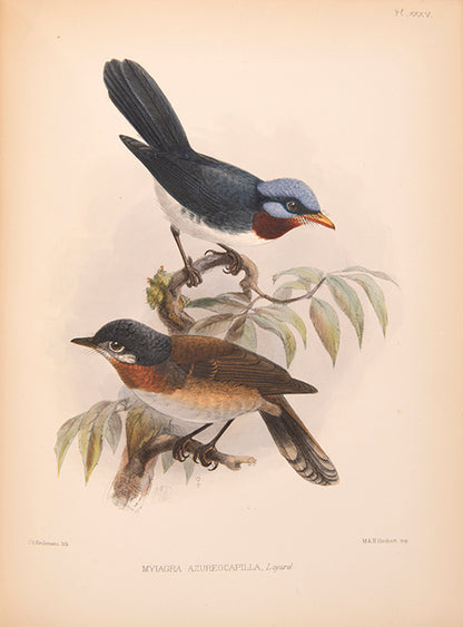 First edition of Ornithological Miscellany by George Dawson Rowley, with 135 plates.