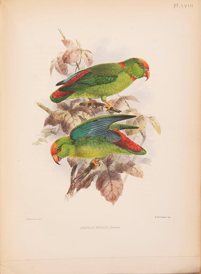 First edition of Ornithological Miscellany by George Dawson Rowley, with 135 plates.