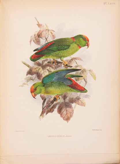 First edition of Ornithological Miscellany by George Dawson Rowley, with 135 plates.