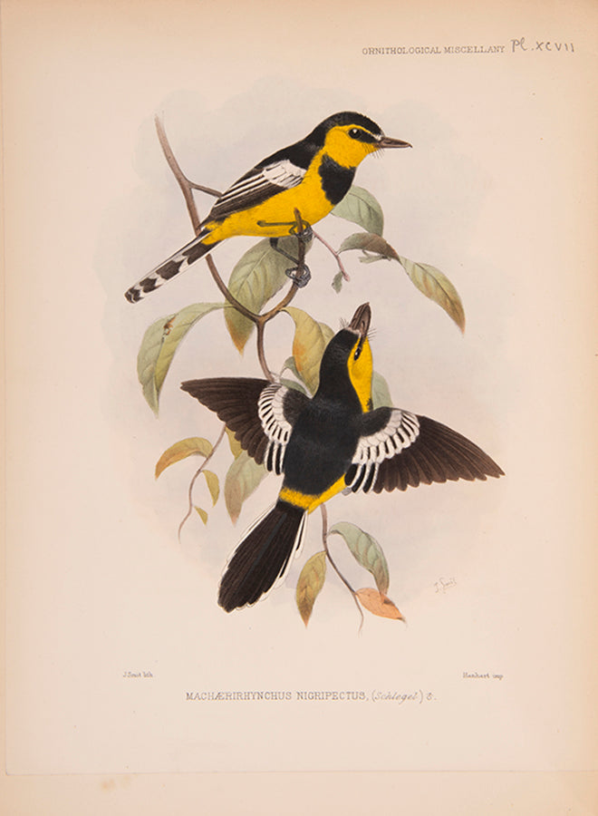 First edition of Ornithological Miscellany by George Dawson Rowley, with 135 plates.