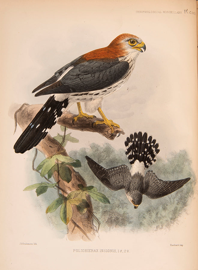 First edition of Ornithological Miscellany by George Dawson Rowley, with 135 plates.