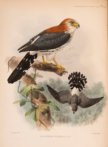 First edition of Ornithological Miscellany by George Dawson Rowley, with 135 plates.
