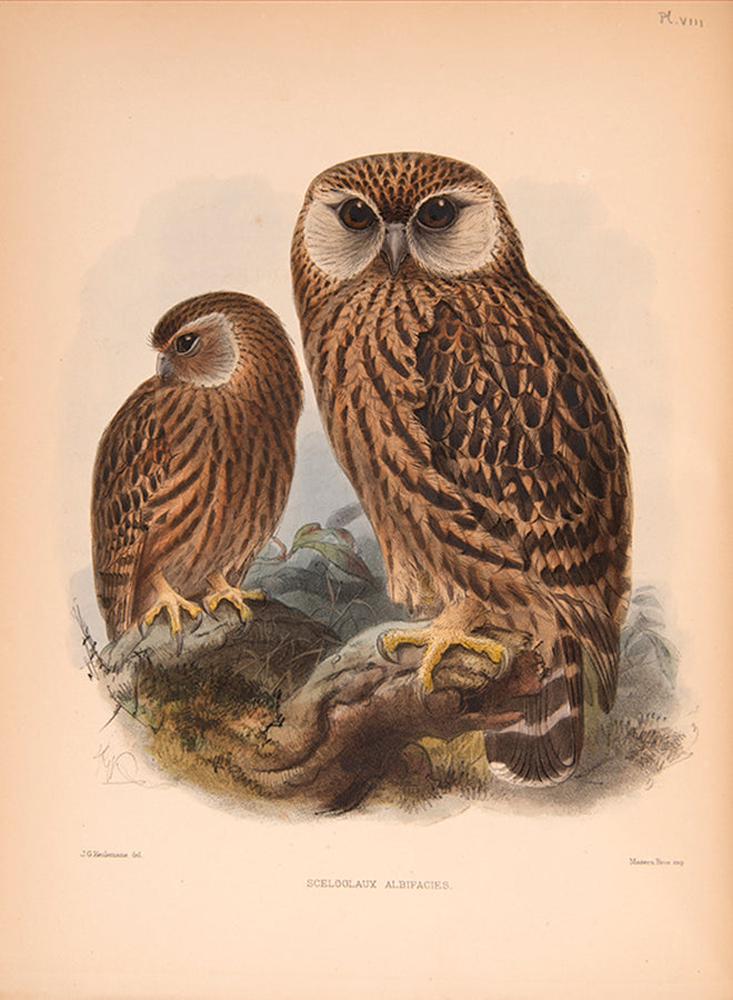 First edition of Ornithological Miscellany by George Dawson Rowley, with 135 plates.