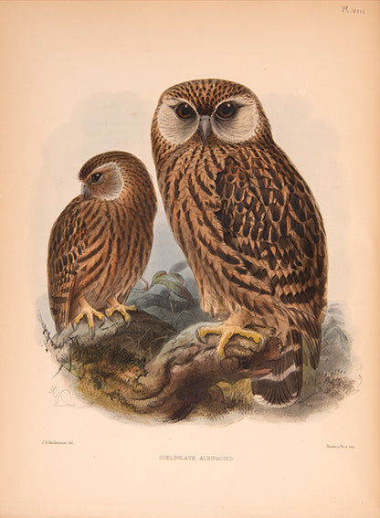 First edition of Ornithological Miscellany by George Dawson Rowley, with 135 plates.