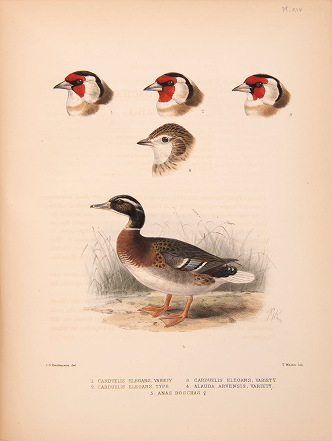 First edition of Ornithological Miscellany by George Dawson Rowley, with 135 plates.