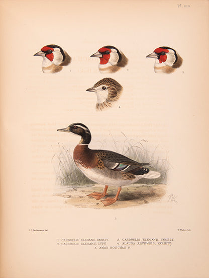 First edition of Ornithological Miscellany by George Dawson Rowley, with 135 plates.