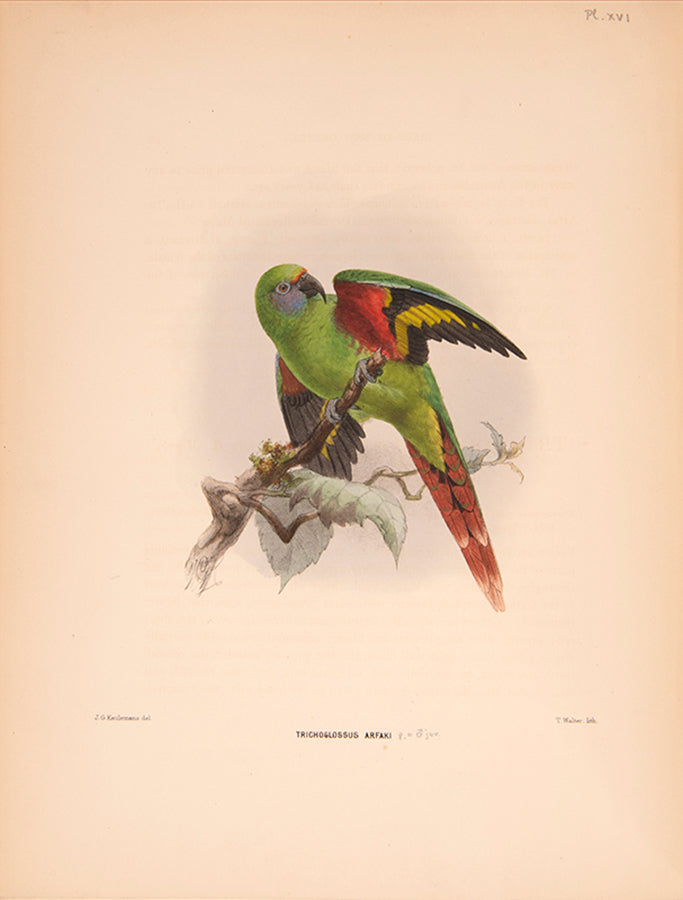 First edition of Ornithological Miscellany by George Dawson Rowley, with 135 plates.