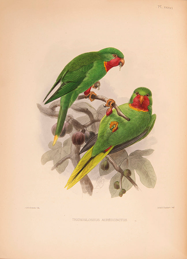 First edition of Ornithological Miscellany by George Dawson Rowley, with 135 plates.