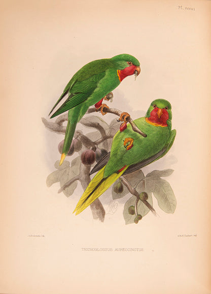 First edition of Ornithological Miscellany by George Dawson Rowley, with 135 plates.