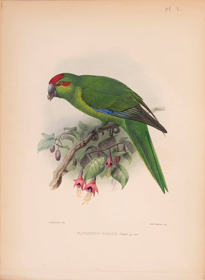First edition of Ornithological Miscellany by George Dawson Rowley, with 135 plates.