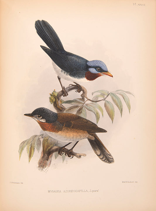 First edition of Ornithological Miscellany by George Dawson Rowley, with 135 plates.